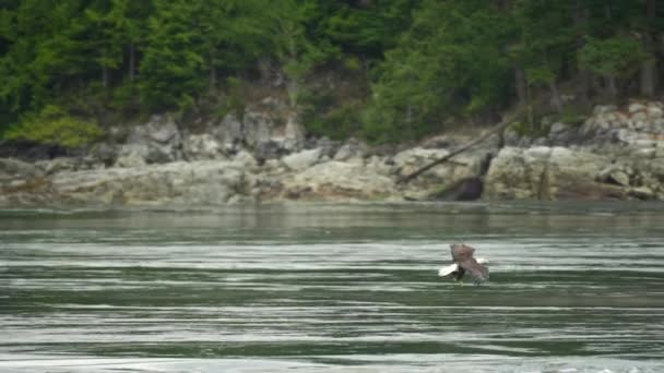 Aigle Capturant Poisson Nourrissant Colombie Britannique Canada — Video