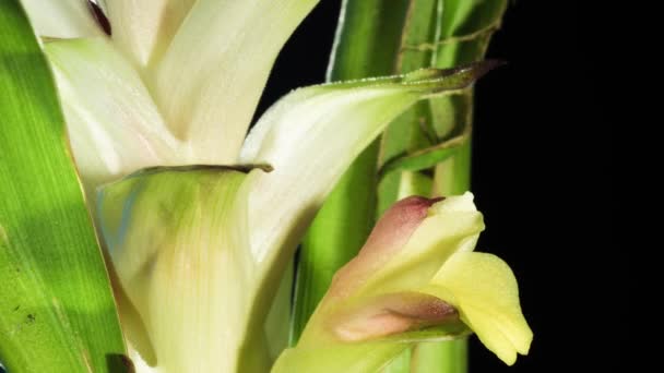 Siam Tulipán Lapso Tiempo Macro Primer Plano Una Las Orquídeas — Vídeos de Stock