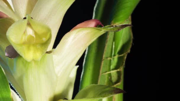 Siam Tulipán Lapso Tiempo Macro Primer Plano Una Las Orquídeas — Vídeos de Stock