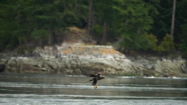 Adlerfang Und Fütterung British Columbia Kanada — Stockvideo