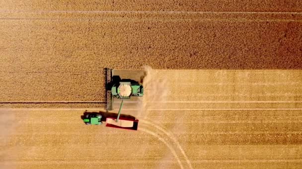Χρόνος Συγκομιδής Αγρότες Στο Χωράφι Συγκομιδή Γουίτ Χρησιμοποιώντας Combain Harvester — Αρχείο Βίντεο