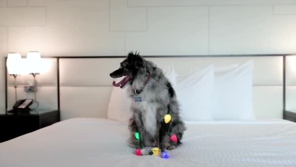 クリスマスライトとかわいい子犬 — ストック動画