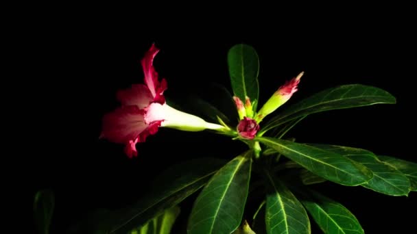 Blossoming Desert Rose Adenium Obesum Time Lapse Rotational Motion Control — Stock Video