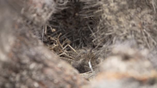Rufous Collared Sparrow Chicks Being Fed Hnízdo Zavřít Uzamknout — Stock video