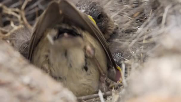 Rufous Collared Sparrow Pulcini Essere Alimentato Nel Nido Chiudi Rallenta — Video Stock