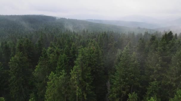 Flygdrönare Visa Flight Över Tallskog Dimskog Drone Skott Flyger Över — Stockvideo