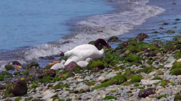 Łabędź Czarnoszyi Siateczkami Brzegu Morza Widziany Przez Załamanie Cieplne Chile — Wideo stockowe