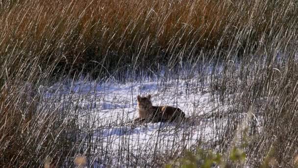 Άγρια Puma Cub Κάθεται Στο Χιόνι Σκεπασμένο Έδαφος Ανάμεσα Ψηλό — Αρχείο Βίντεο