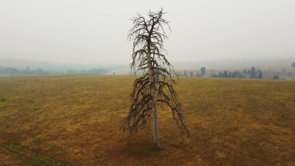 Κηφήνας Που Πετά Πάνω Από Ένα Νεκρό Δέντρο Έννοια Της — Αρχείο Βίντεο