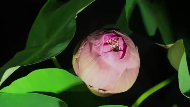 Lotusblomma Exponerar Frökapslar Kaotisk Bladväxt När Den Rosa Blomman Expanderar — Stockvideo