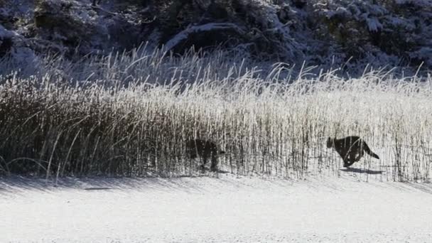 Vilda Puma Cubs Running Winter Tall Grass Patagonien Spårning Skott — Stockvideo