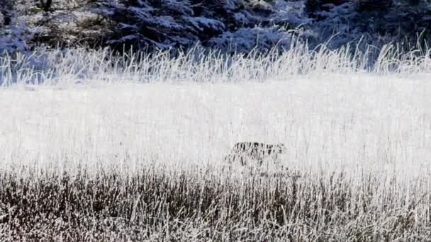 Wild Puma Cub Walking Though Frozen Tall Grass Patagonia Slow — Stock Video