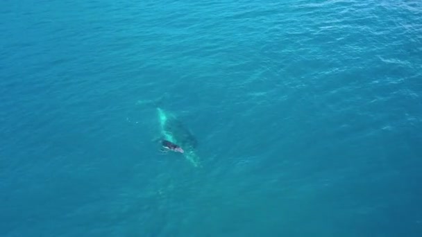 可爱的小牛犊座头鲸在鲜亮的蓝色海水中与妈妈玩耍 — 图库视频影像