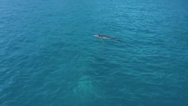 Aerial Cute Baby Humpback Whale Reveals Mother Water — Stock Video