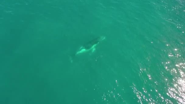 Pemandangan Udara Ikan Paus Humpback Dewasa Air Laut Hijau Giok — Stok Video