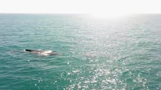 Rotating Aerial Humpback Whale Baby Calf Qld Coast Aus — Stock Video