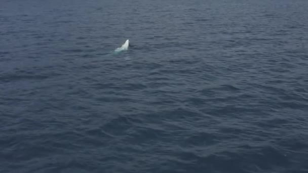Juvenile Humpback Whale Breaches Spouts Deep Blue Ocean Water — Stock Video