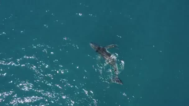 Aerial View Juvenile Humpback Whale Frolicking Spouting Surface — Stock Video