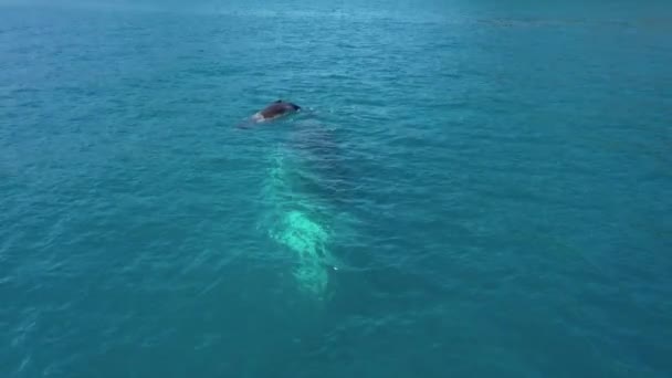 Low Aerial Reveals Humpback Whale Mom Baby Calf Just Surface — Stock Video