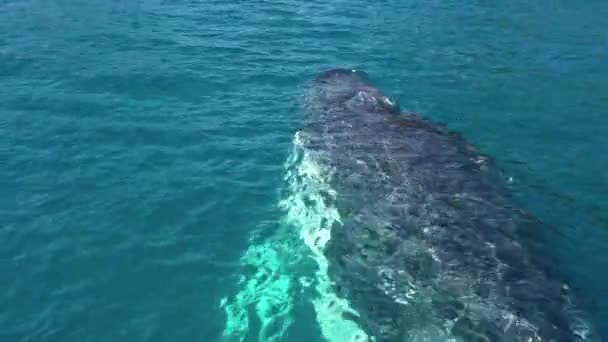 Zamknij Humpback Wieloryb Wylewa Bierze Głęboki Oddech Przed Nurkowaniem — Wideo stockowe