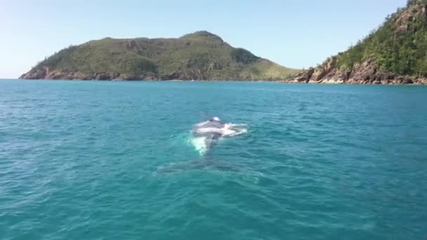 Avión Baja Órbita Ballena Jorobada Hembra Adulta Con Cría Ternera — Vídeos de Stock