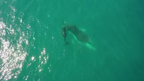 Aerial View Bonding Moment Humpback Whale Mom Baby — Stock Video