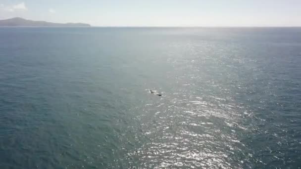 Орбітальна Авіація Великого Спокійного Океану Дорослим Дитиною Горбатим Китом — стокове відео