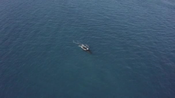 Blue High Aerial Mother Humpback Whale Baby Ocean Surface — Stock Video