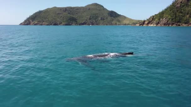 Mom Humpback Whale Baby Calf Spouts Clear Sea Qld Island — Stock Video