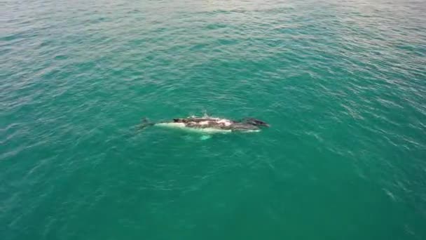 Orbiting Antenne Van Bultrug Walvis Moeder Baby Heldere Groene Oceaan — Stockvideo