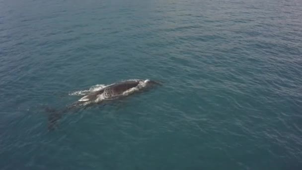 Large Humpback Whale Spouts Dives Just Clear Ocean Surface — Stock Video