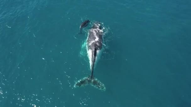 Grande Fêmea Baleia Jubarte Compartilha Momento Terno Com Seu Bezerro — Vídeo de Stock