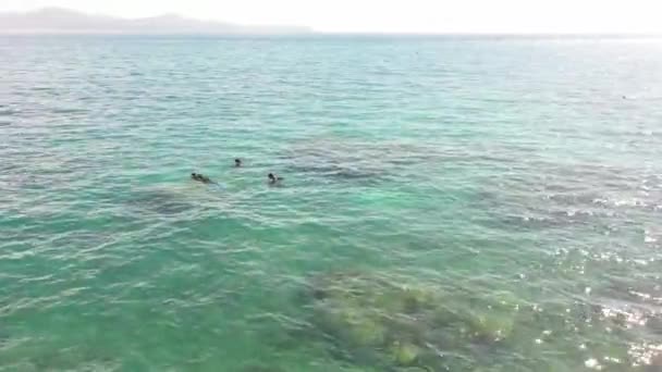 Orbitando Antena Snorkelers Recife Oceânico Raso Veleiro Além — Vídeo de Stock