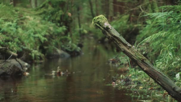 Místico Bosque Arroyo Cuento Hadas Paisaje Cambio Enfoque — Vídeo de stock