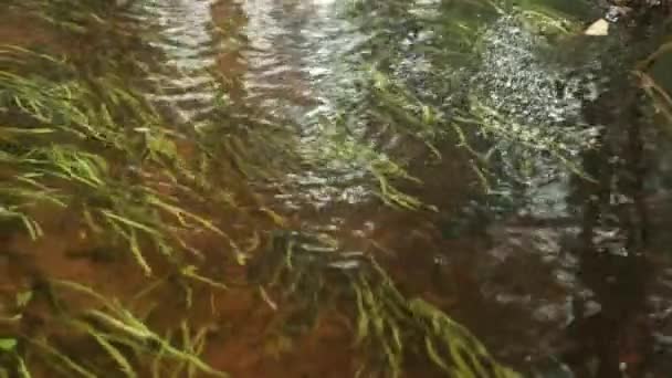 Algas Córrego Água Floresta Nórdica — Vídeo de Stock