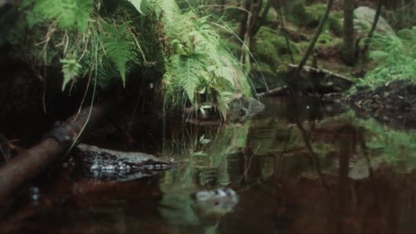 おとぎ話の森の水の流れ — ストック動画