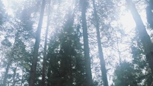北欧の松の木の周りのパン — ストック動画