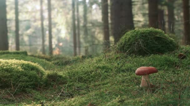 女性は北欧の森で完璧なキノコに囲まれて — ストック動画