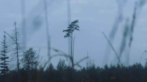 朝早く松の木が一本 — ストック動画