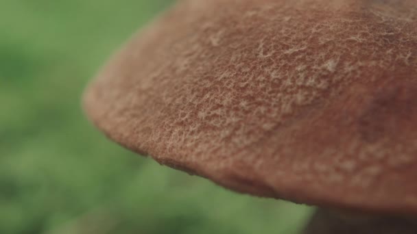 キノコの帽子のマクロクローズアップ — ストック動画