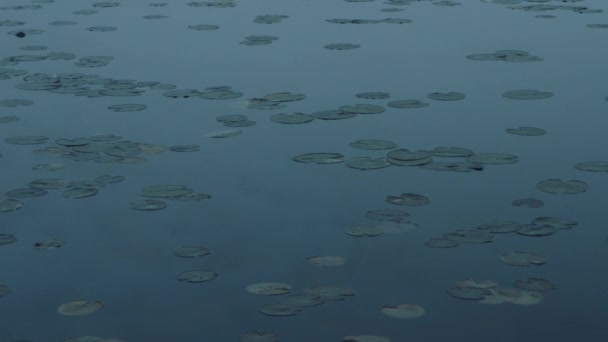 霧に包まれた湖の蓮の葉 — ストック動画