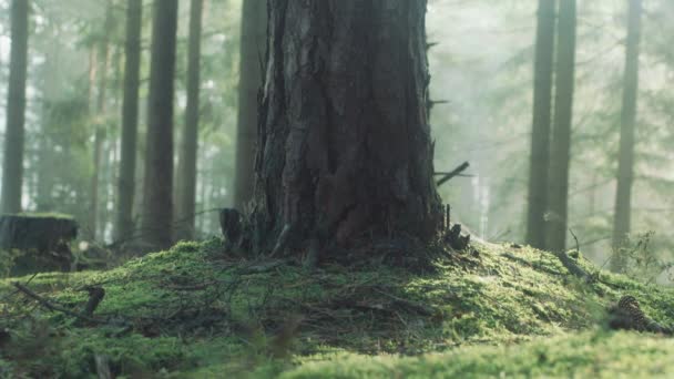 森の中の松の木の足 — ストック動画