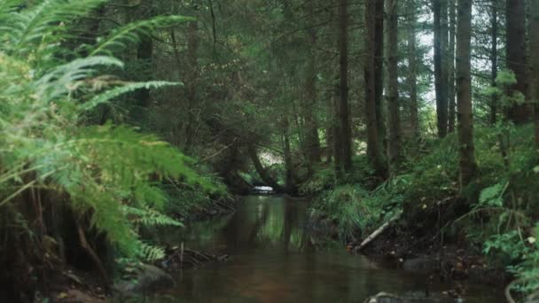 Магічний Скандинавський Сосновий Ліс Струмок Повільний Масштаб Розслабляючий — стокове відео