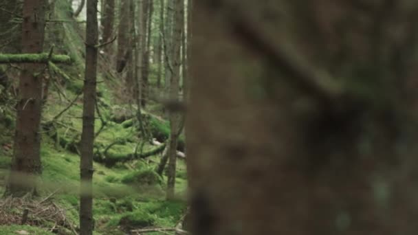 松の木を見て回る — ストック動画