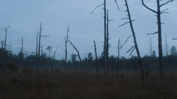 朝の霧の中の神秘的な枯れ木 — ストック動画