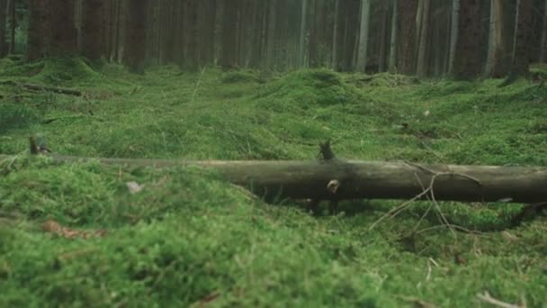 北部の森のベッドの中を歩く Pinewoodsハンドヘルド — ストック動画