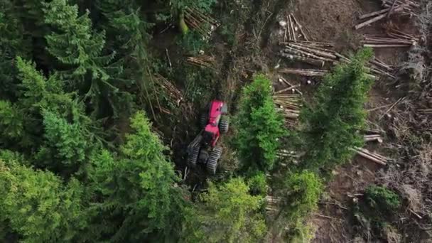 Visão Cima Para Baixo Colheitadeira Florestal Durante Serra Árvores Floresta — Vídeo de Stock