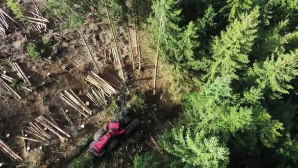 Cosechadora Forestal Durante Aserrado Árboles Bosque Cosechadora Árboles Forestales Bosques — Vídeo de stock