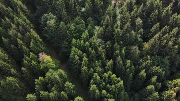 Vista Aérea Colheitadeira Florestal Durante Serragem Árvores Floresta Colheitadeira Árvores — Vídeo de Stock