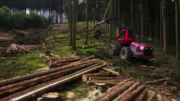 关闭工作加工云杉林的森林收割机 工业森林收割机的法律操纵者 堆栈前夹紧树干和锯长圆木的机械工具 — 图库视频影像